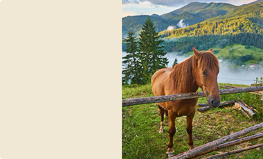 cms-banner-1.jpg