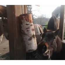 WoodBities "Compact" – Knabberholz für Ponys & Co. zur natürlichen Beschäftigung