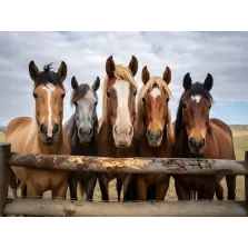 WoodBities Classic Herdenangebot – Knabberhölzer für gesunde Beschäftigung