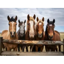 WoodBities Classic Herdenangebot – Knabberhölzer für gesunde Beschäftigung