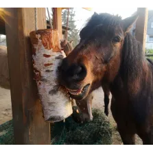 WoodBities Classic – Frisches Knabberholz für gesunde Beschäftigung