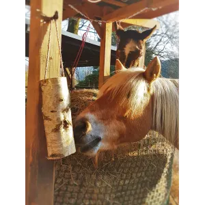 WoodBities Grande – Großes Knabberholz für Pferde, Schafe, Ziegen und Alpakas