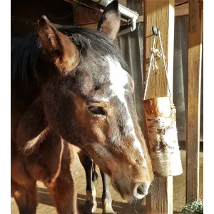 WoodBities XL – Großes Knabberholz für Pferde, Schafe, Ziegen und Alpakas