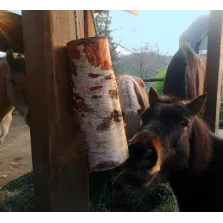 WoodBities "Compact" – Knabberholz für Ponys & Co. zur natürlichen Beschäftigung