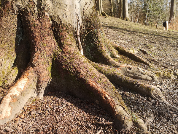 Knabberschäden an Buche